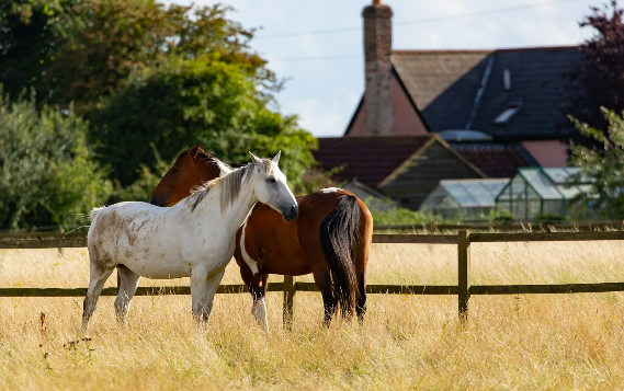 새옹지마 뜻과 유래 – 인생의 변화무쌍함을 말하는 사자성어