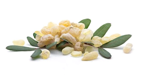 매스틱검 복용법 복용시간 