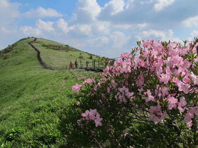소백산 봄