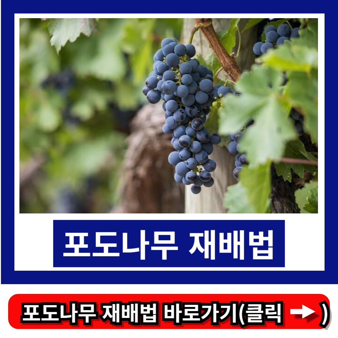포도나무 재배법