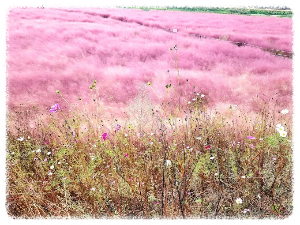 유구핑크뮬리정원