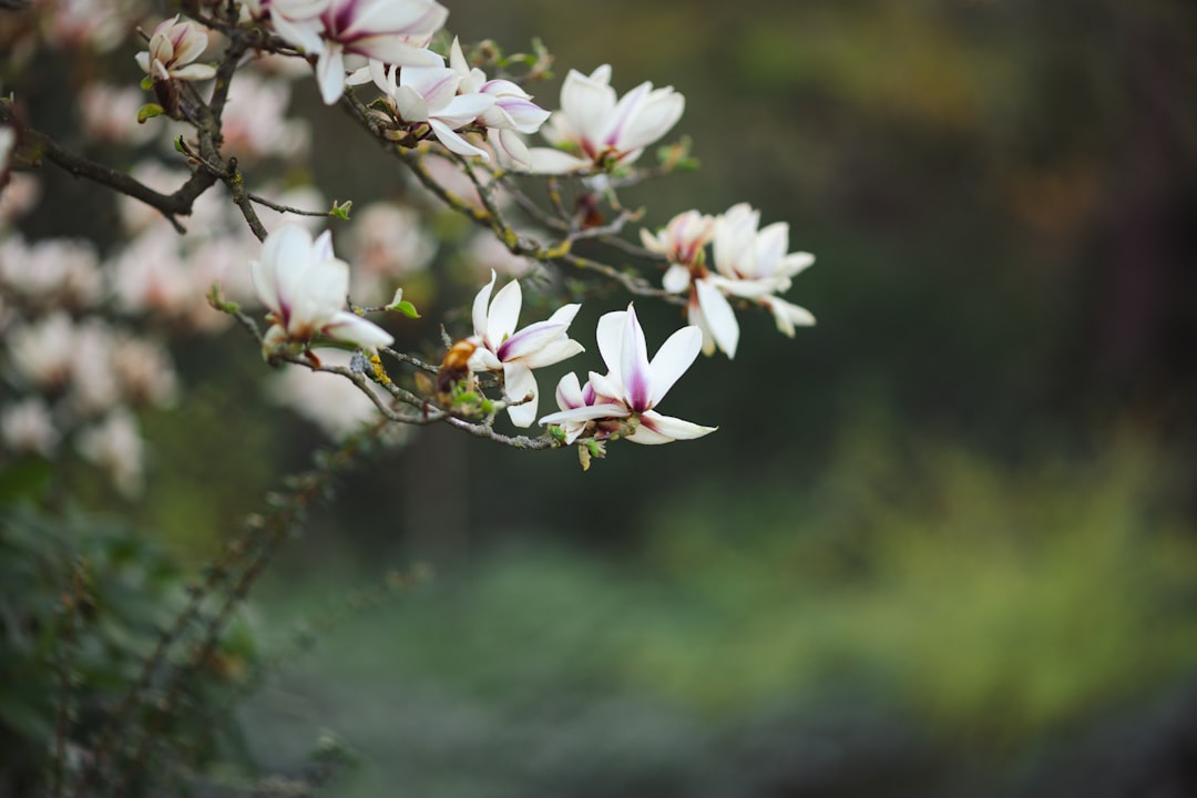 Magnolia.