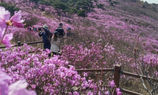 비슬산 대견사 등산코스