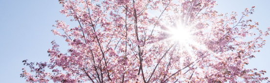 2025 진해 군항제 일정 및 벚꽃 축제