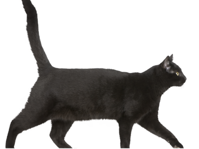 고양이가 죽는 꿈 해몽 꿈풀이 고양이 꿈