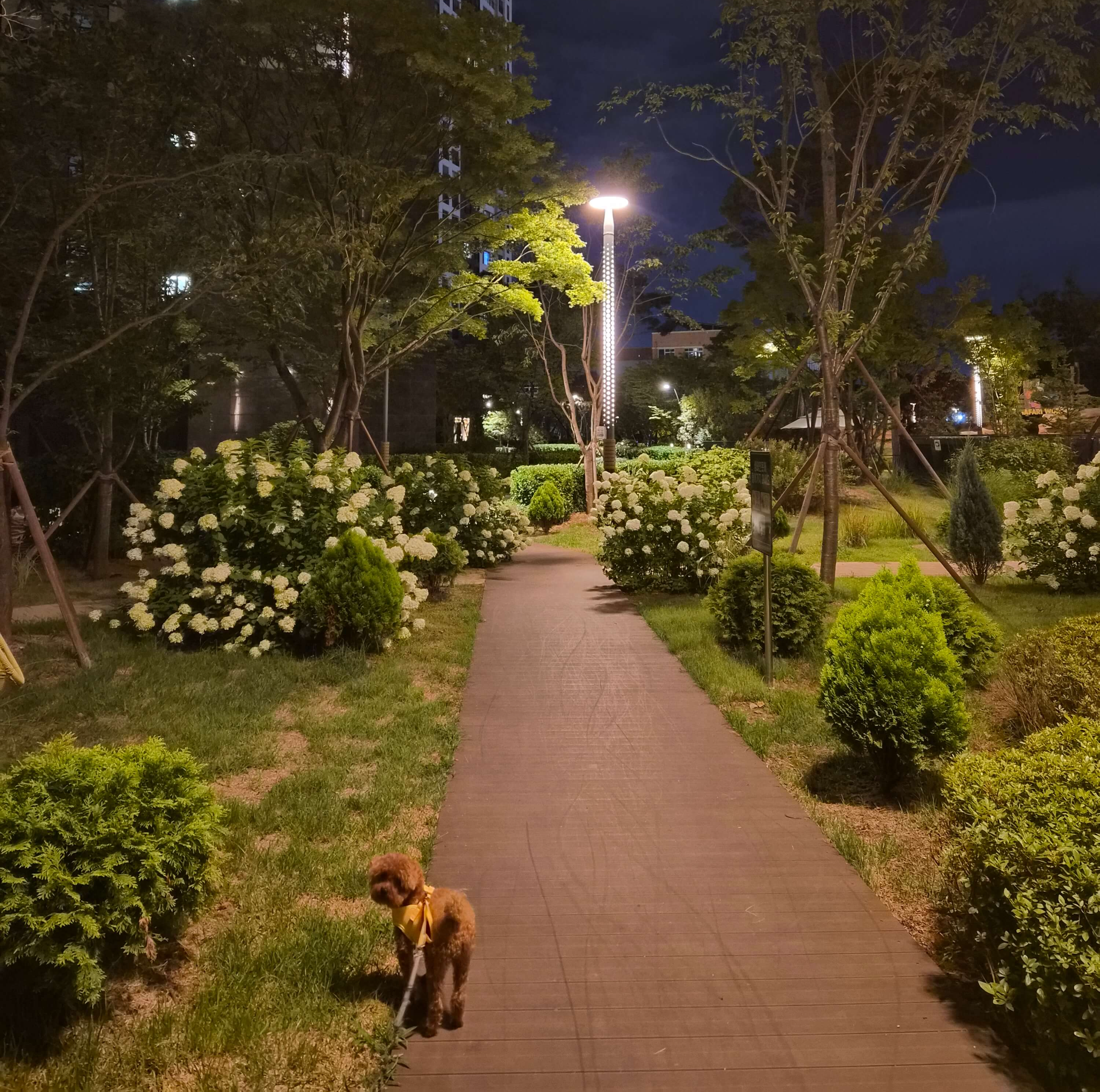 반려견 하네스 vs 목줄 비교