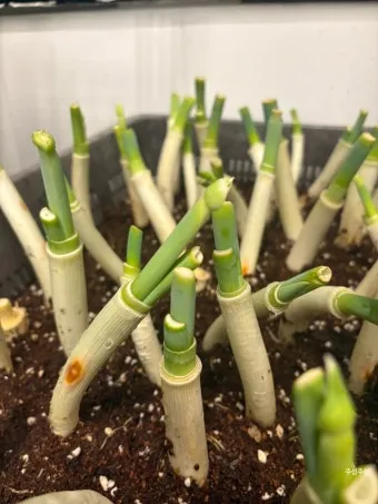 텃밭 대파 키우는 법 토양 북주기 웃거름 병해 예방_13