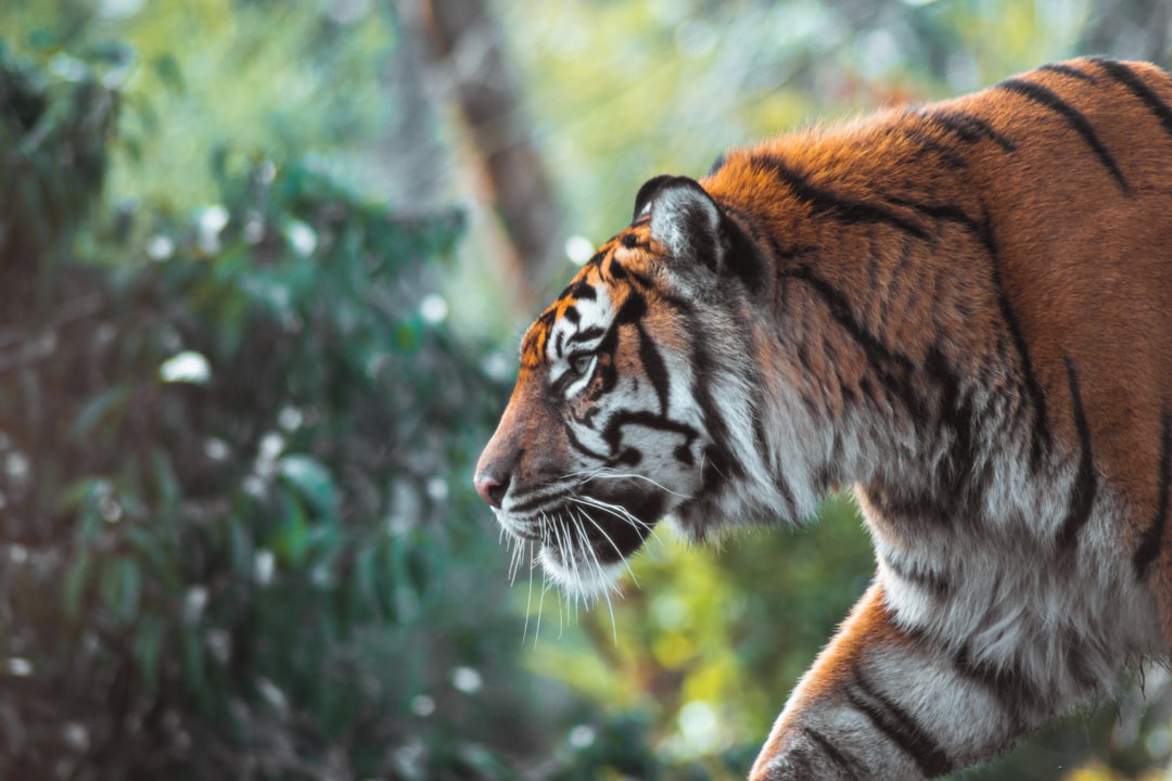 Tiger.