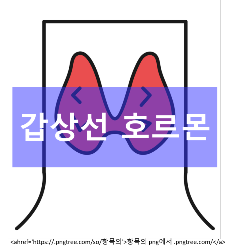 갑상선 호르몬 Main