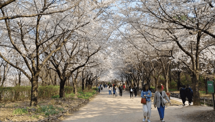 서울숲-벚꽃길-이미지