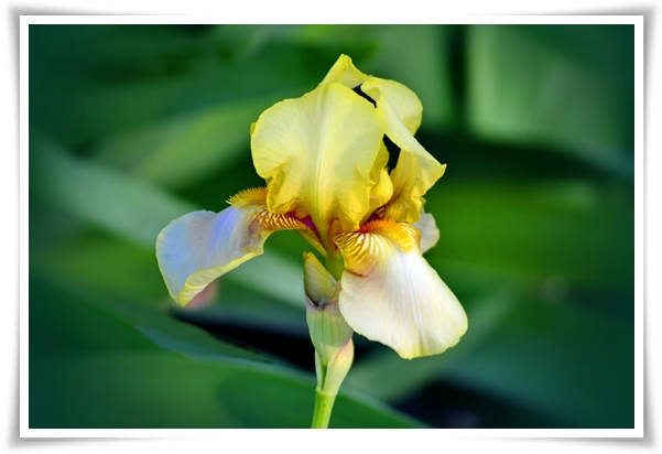 화초 "붓꽃 키우기" 아름다움과 놀라운 효능을 지닌 꽃 아이리스!