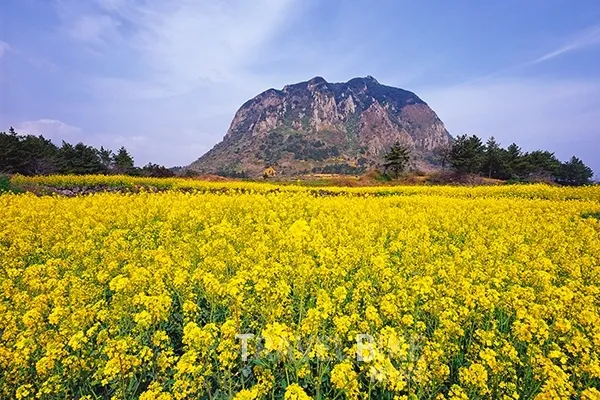 산방산-유채꽃밭