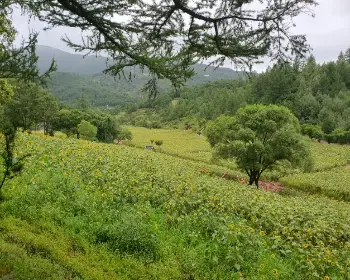 태백 해바라기 축제_10