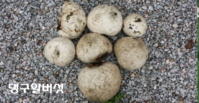 댕구알버섯
