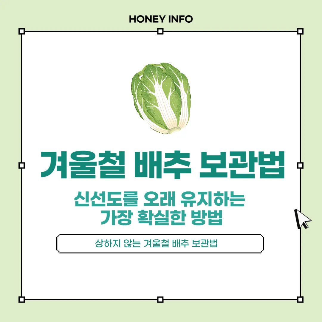 겨울철 배추 보관법
