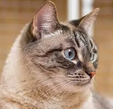 고양이가 코를 씰룩거리는 이유