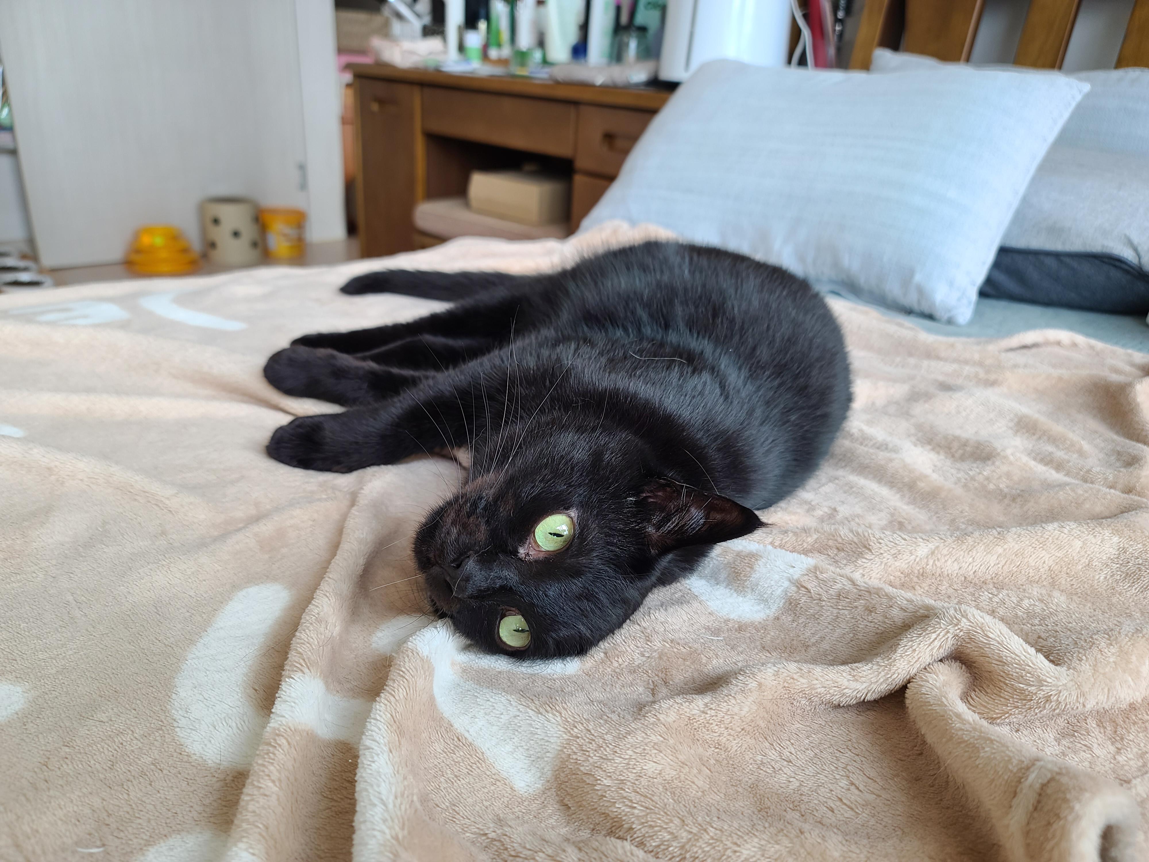 올블랙 건이 보고 힐링~ 그냥 예뻐서 올리는 영상과 사진.