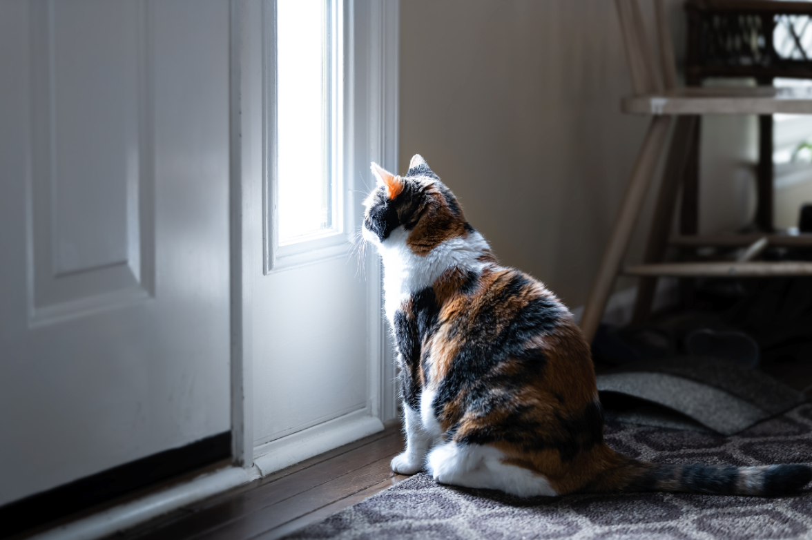 고양이를 혼자 둘 때 알아야할 것들