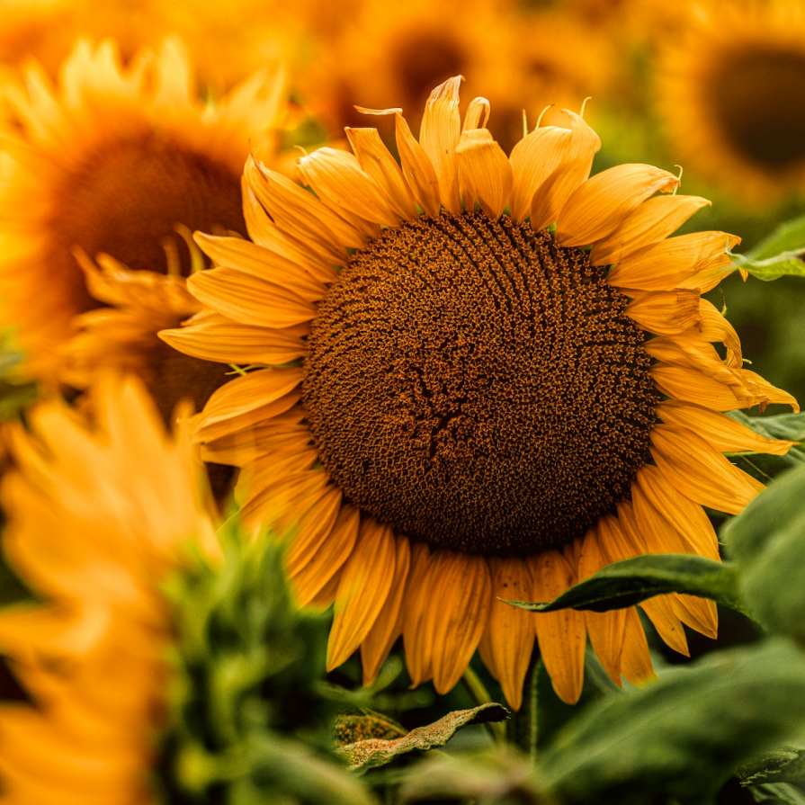 파주 해바라기 축제