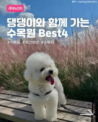 강아지 동반 애견 동반 여행 국내 베스트 10_4