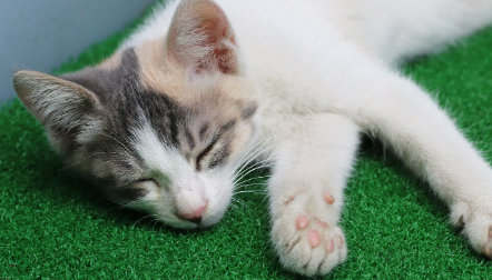 고양이가 바닥에서 잠들어 있는 이미지