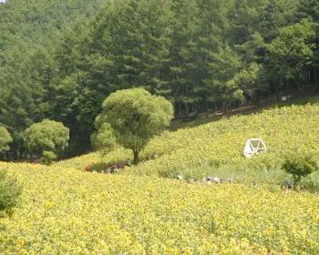 태백 해바라기 축제_29