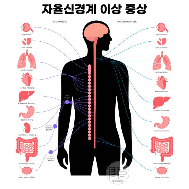 자율신경 회복 자율신경 이상 증상