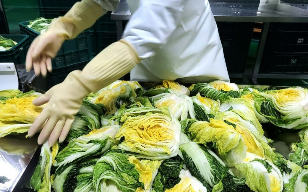 고랭지 배추 추천