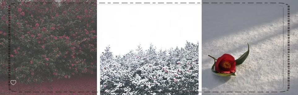 제주 겨울 동백꽃 명소 TOP 5 &amp; 여행 팁 (2026 겨울&middot;초봄)