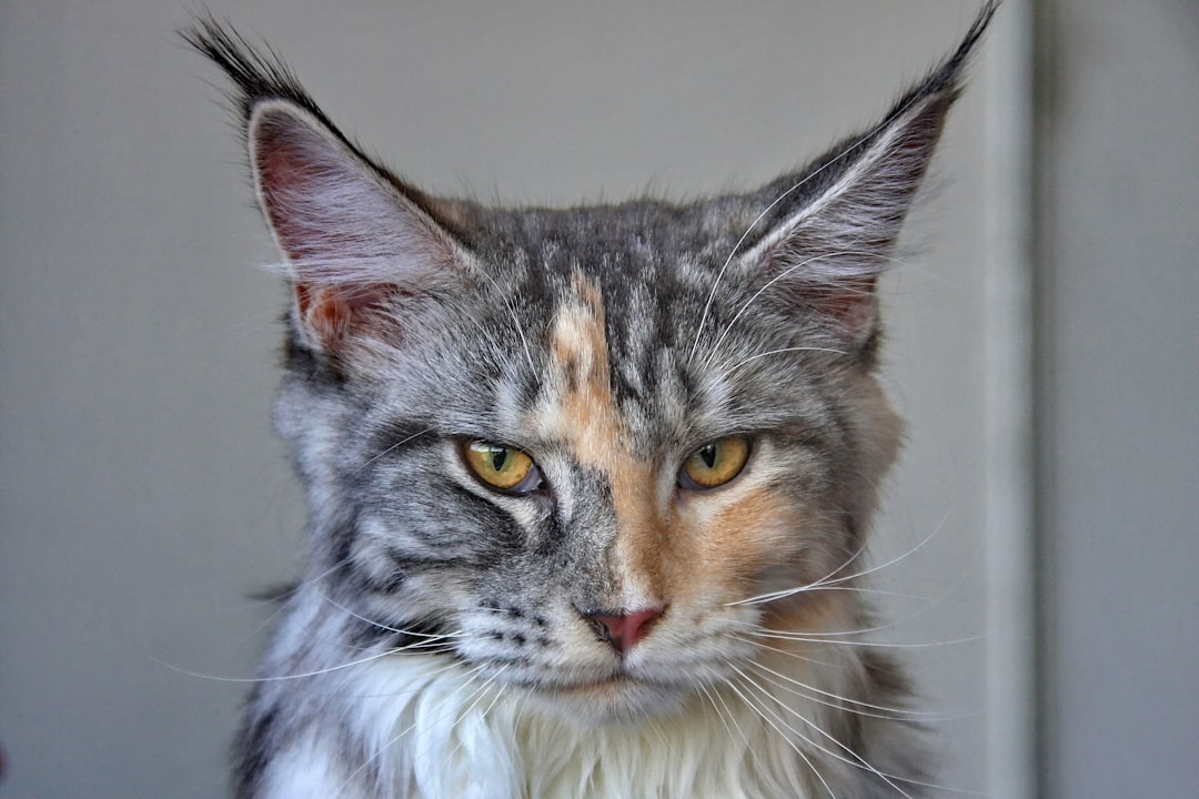 Maine Coon