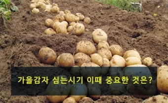 가을감자 심는시기 파종시기와 재배법_8