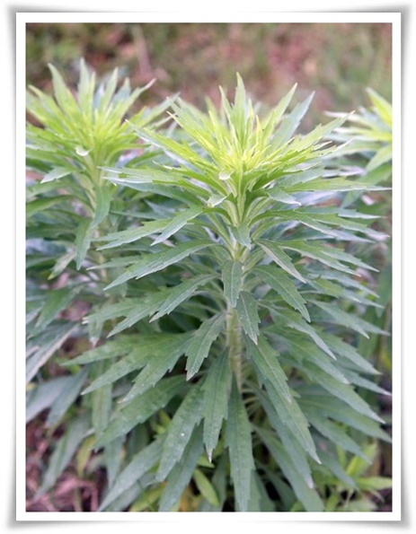 &quot;망초와 개망초를 아시나요?&quot; 자연의 보물, 그 놀라운 비밀!