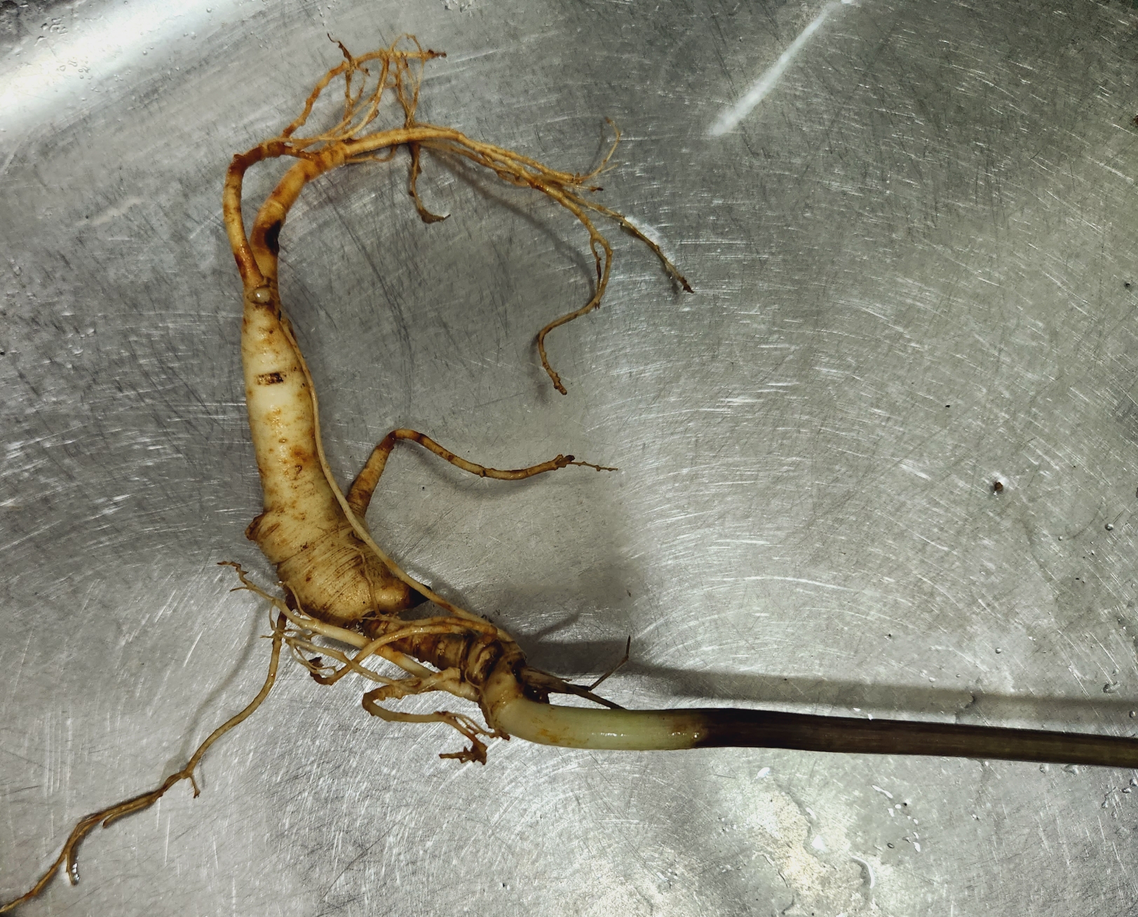 산양삼 먹는방법 효능 장뇌삼 차이는?