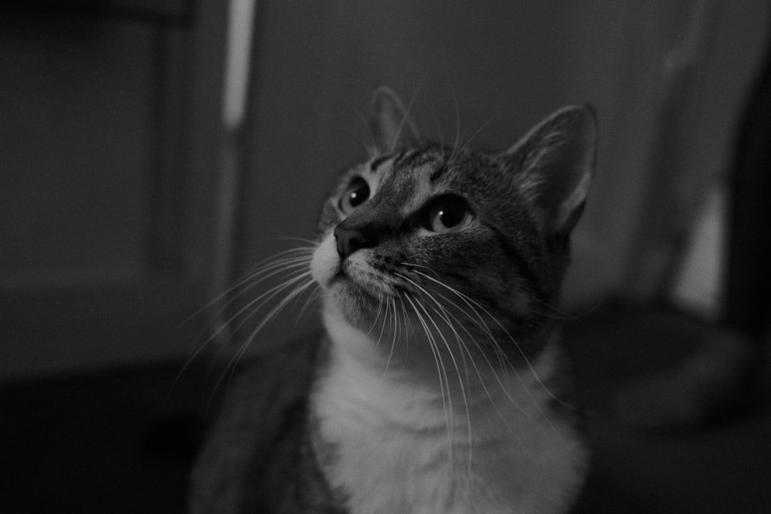 Miffy