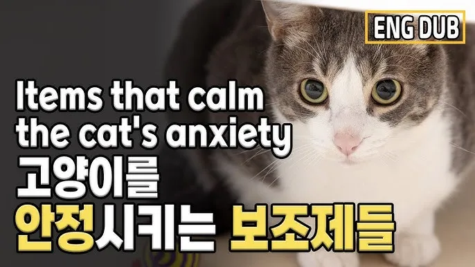 고양이 신경안정 약 영양제 음악_2