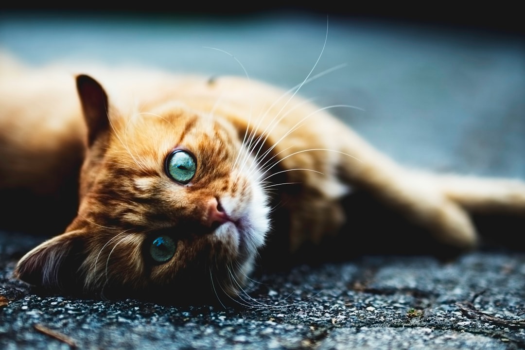 Kitten