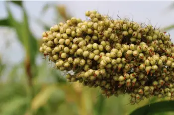수수 가격 및 효능&amp;#44; 영양성분과 부작용
