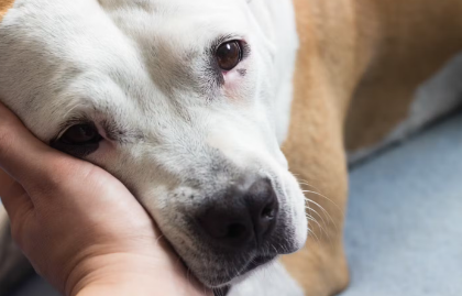 개의 탈모가 심할 때 생기는 질병 몸통과 꼬리 끝만 빠지는 경우.