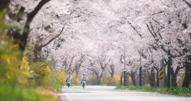 2025 고창 벚꽃축제｜벚꽃 드라이브 코스 축제 일정&middot;개화시기&middot;근처 맛집까지 한번에 보기