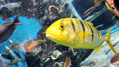 아쿠아플라넷 제주