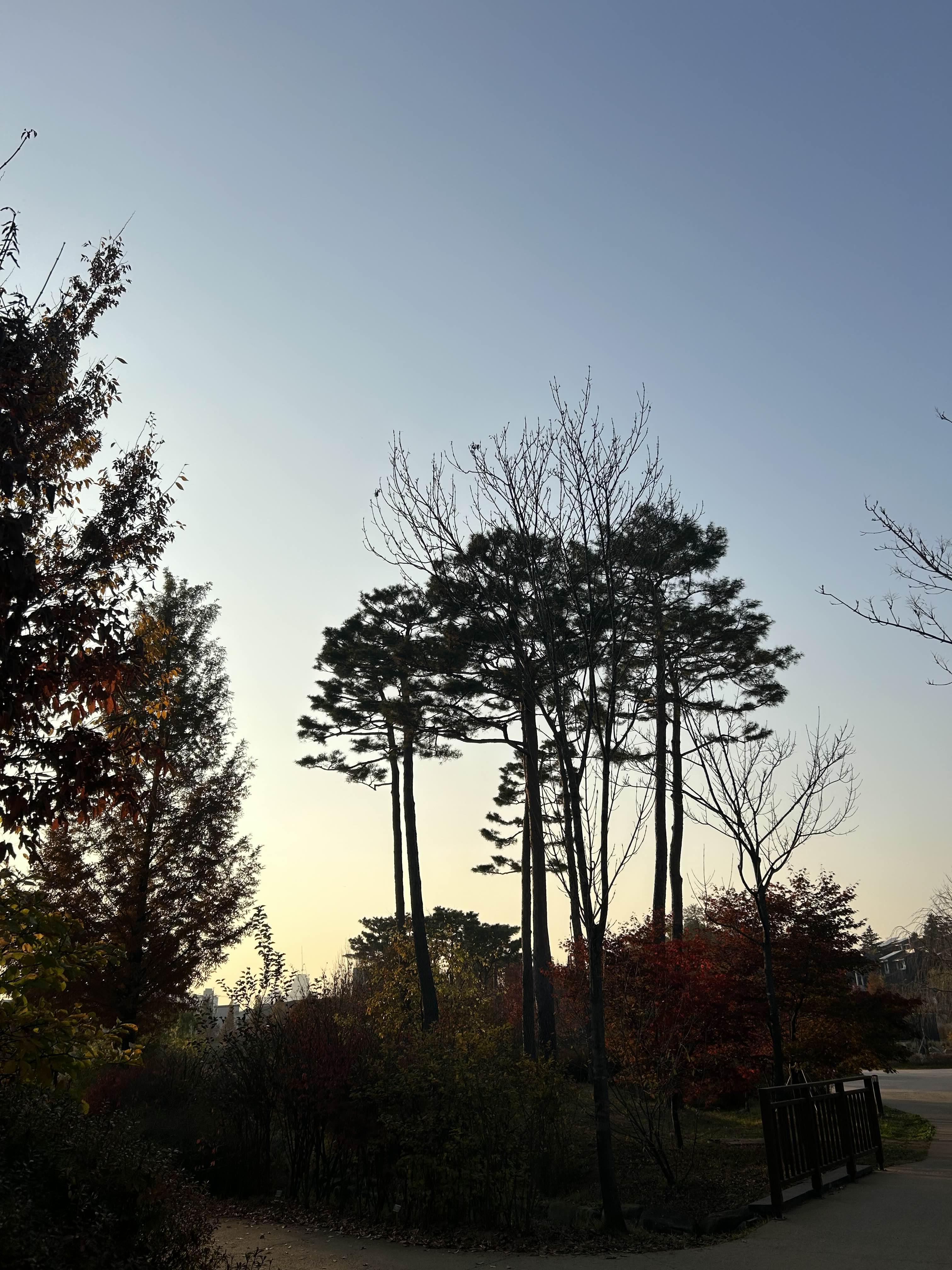 푸른수목원 (단풍절정)
