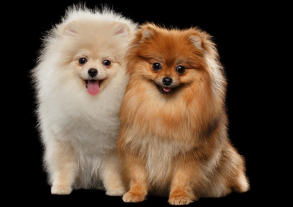 두 마리의 포메라니안들.