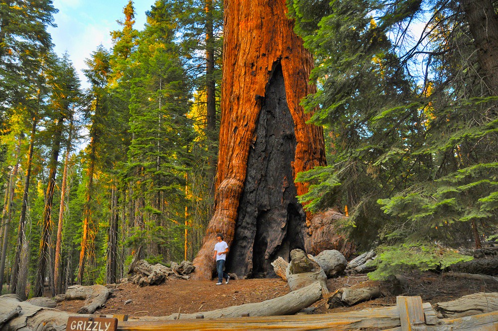 Mariposa Grove