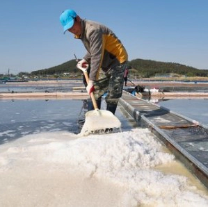 천일염 관련주 5가지 대장주 추천 및 천일염 방사능 검사 강화 이슈