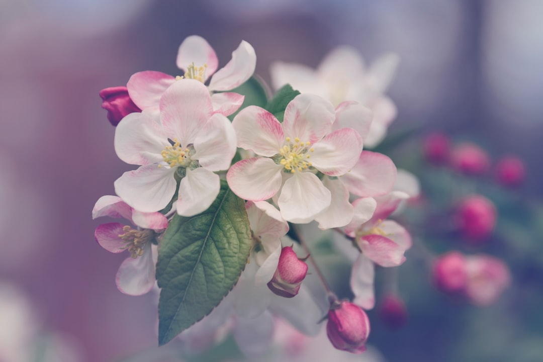 Cherry blossom.