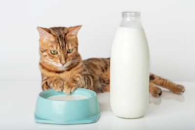 고양이에게 우유
