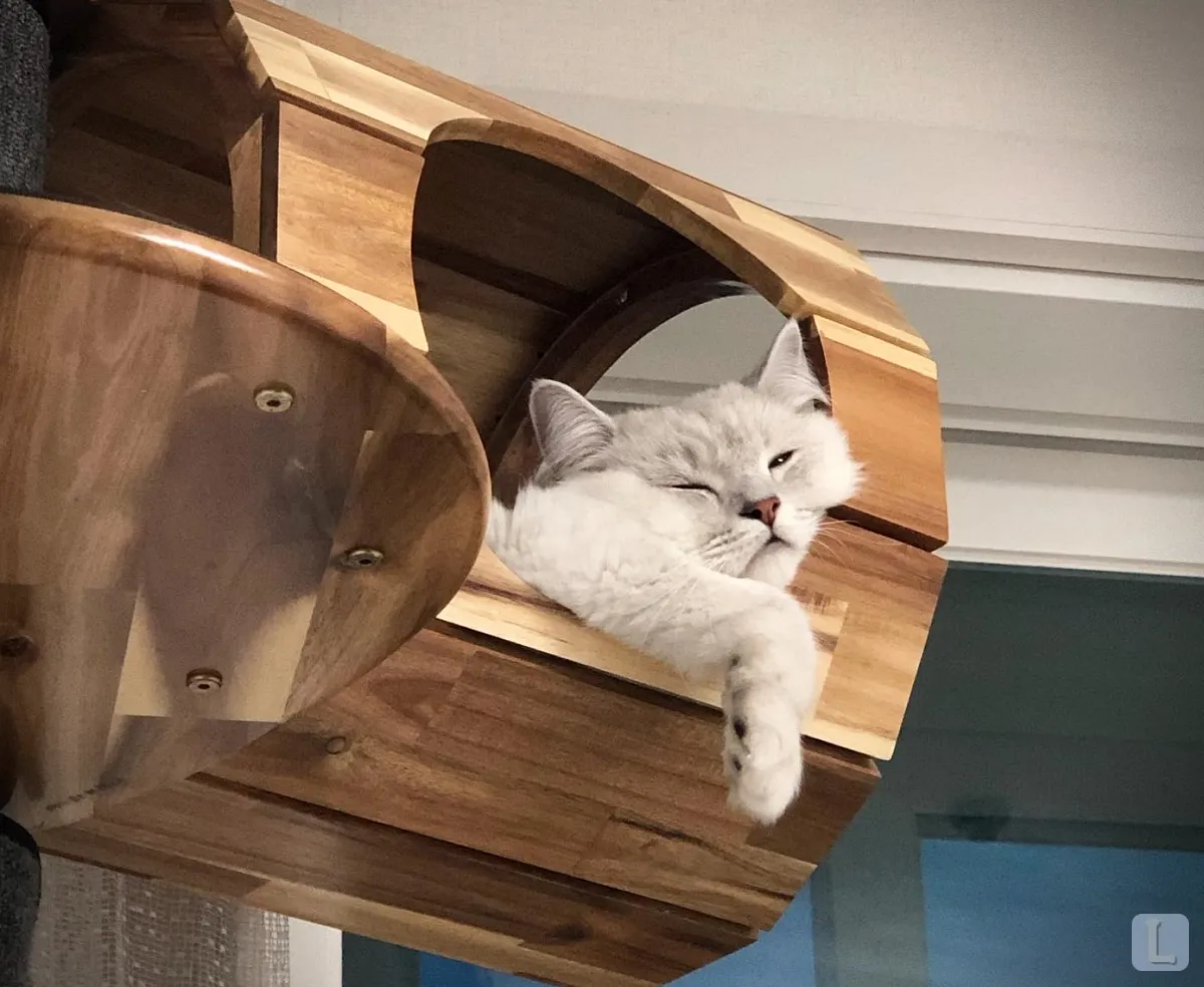 고양이-수면-시간-캣타워에서-눈-뜨고-자는-고양이