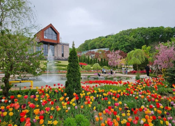 용인자작나무숲 축제