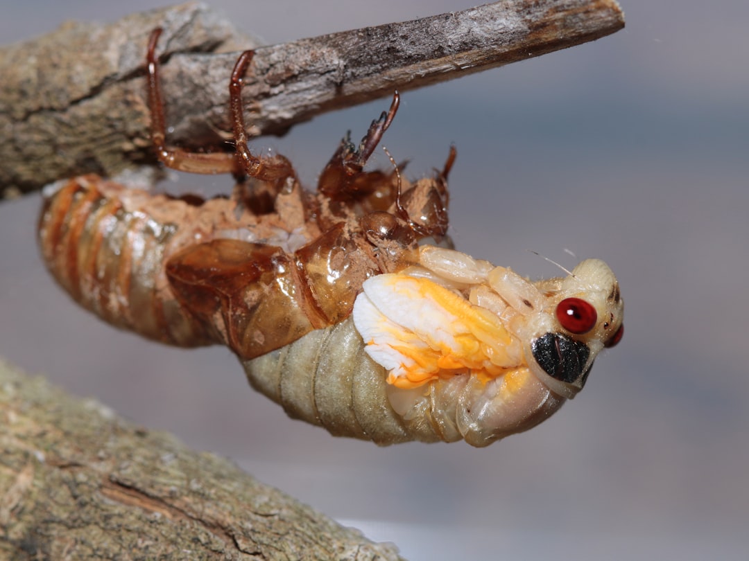 Silkworm
