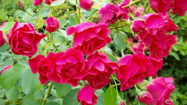 장미-종류-품종-미니장미-정원장미-덩굴장미